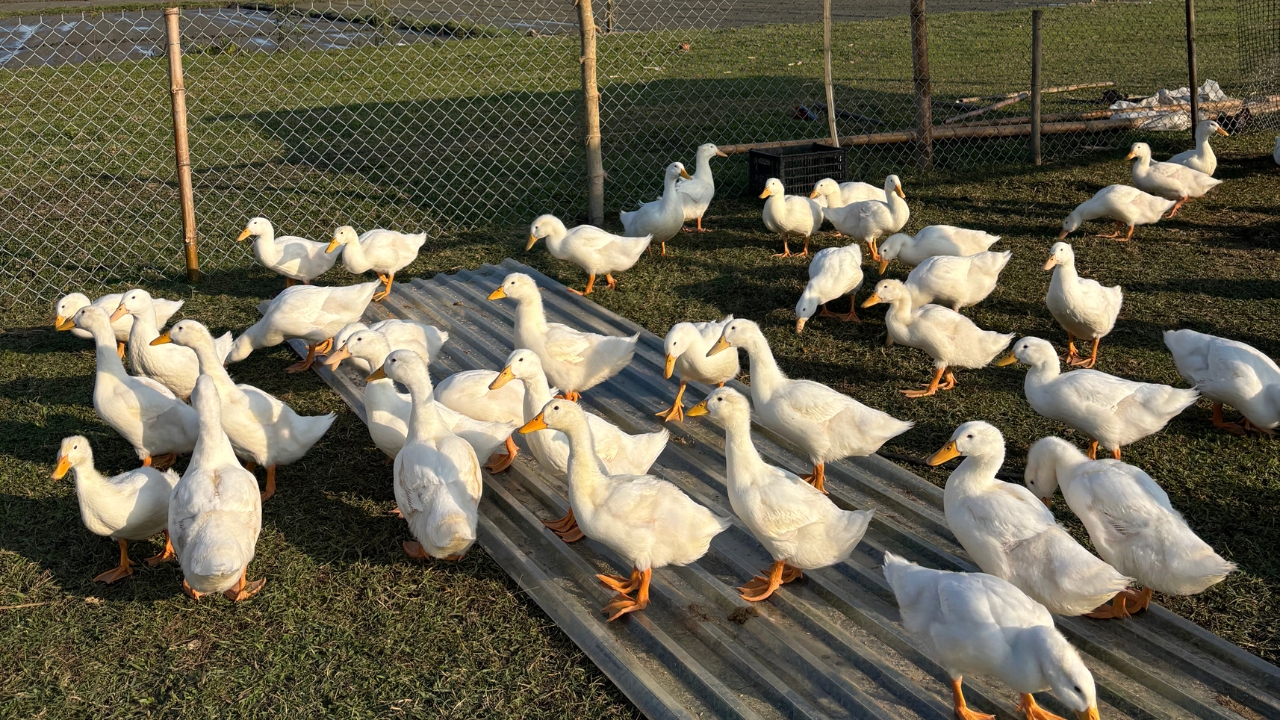 Hoi An Bike Tour : Explore the Insider’s Route, Ride a Buffalo and Duck Farm Visit - Image 2