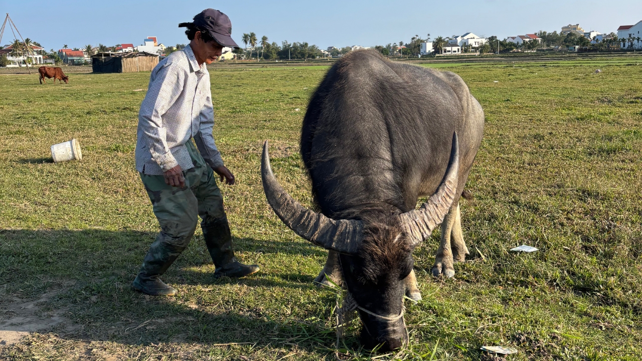 Hoi An Bike Tour : Explore the Insider’s Route, Ride a Buffalo and Duck Farm Visit - Image 4
