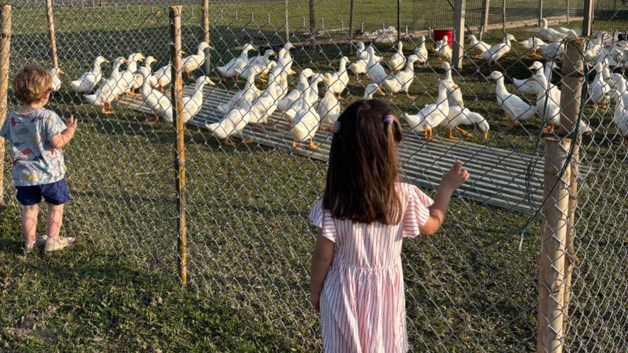 Hoi An Bike Tour : Explore the Insider’s Route, Ride a Buffalo and Duck Farm Visit - Image 7