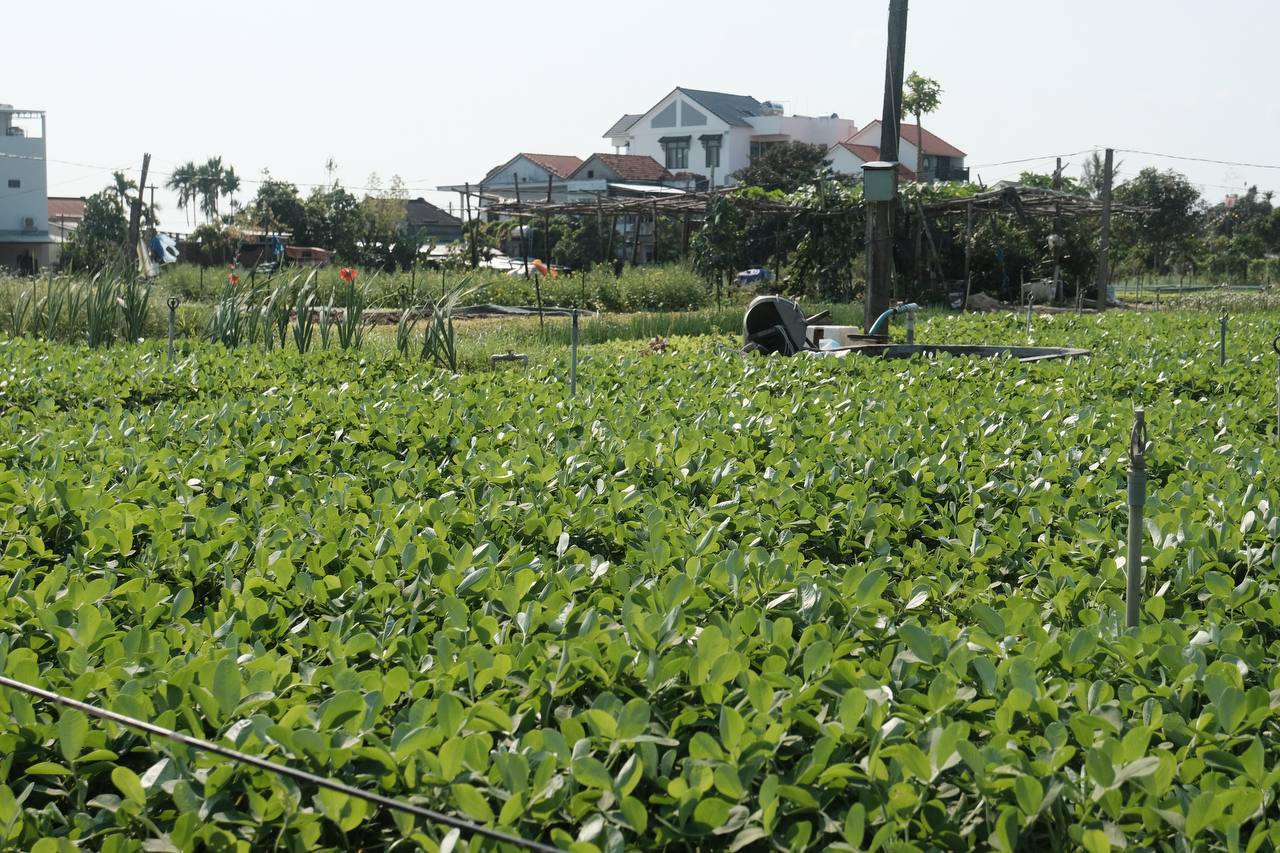 Hoi An Bike Tour : Explore the Insider’s Route, Ride a Buffalo and Duck Farm Visit - Image 8